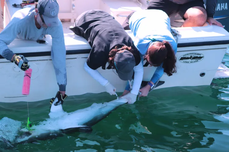 Tracking sharks near New York